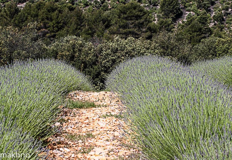 فندق La Campagne De Petre Entrevennes المظهر الخارجي الصورة